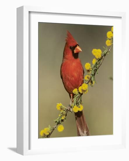 Northern Cardinal on Blooming Huisache, Lake Corpus Christi, Texas, USA-Rolf Nussbaumer-Framed Photographic Print