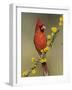 Northern Cardinal on Blooming Huisache, Lake Corpus Christi, Texas, USA-Rolf Nussbaumer-Framed Photographic Print