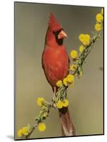 Northern Cardinal on Blooming Huisache, Lake Corpus Christi, Texas, USA-Rolf Nussbaumer-Mounted Photographic Print