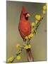 Northern Cardinal on Blooming Huisache, Lake Corpus Christi, Texas, USA-Rolf Nussbaumer-Mounted Photographic Print
