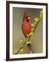 Northern Cardinal on Blooming Huisache, Lake Corpus Christi, Texas, USA-Rolf Nussbaumer-Framed Photographic Print