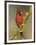 Northern Cardinal on Blooming Huisache, Lake Corpus Christi, Texas, USA-Rolf Nussbaumer-Framed Photographic Print