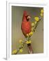 Northern Cardinal on Blooming Huisache, Lake Corpus Christi, Texas, USA-Rolf Nussbaumer-Framed Photographic Print