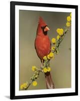 Northern Cardinal on Blooming Huisache, Lake Corpus Christi, Texas, USA-Rolf Nussbaumer-Framed Photographic Print