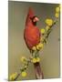 Northern Cardinal on Blooming Huisache, Lake Corpus Christi, Texas, USA-Rolf Nussbaumer-Mounted Photographic Print