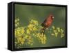 Northern Cardinal on Blooming Paloverde, Rio Grande Valley, Texas, USA-Rolf Nussbaumer-Framed Stretched Canvas