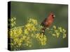 Northern Cardinal on Blooming Paloverde, Rio Grande Valley, Texas, USA-Rolf Nussbaumer-Stretched Canvas