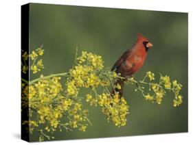 Northern Cardinal on Blooming Paloverde, Rio Grande Valley, Texas, USA-Rolf Nussbaumer-Stretched Canvas