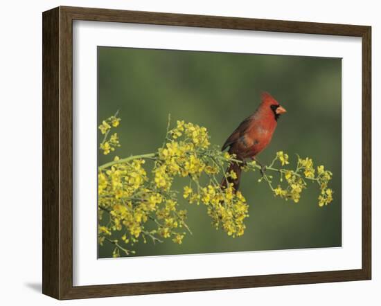 Northern Cardinal on Blooming Paloverde, Rio Grande Valley, Texas, USA-Rolf Nussbaumer-Framed Photographic Print