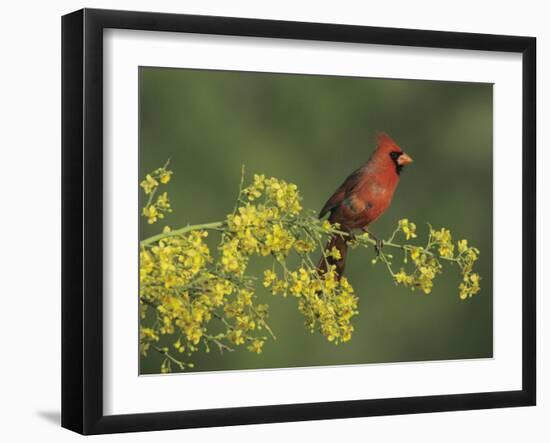 Northern Cardinal on Blooming Paloverde, Rio Grande Valley, Texas, USA-Rolf Nussbaumer-Framed Photographic Print