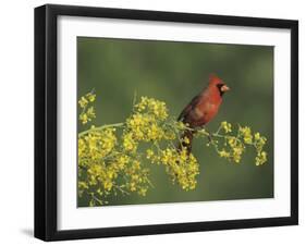 Northern Cardinal on Blooming Paloverde, Rio Grande Valley, Texas, USA-Rolf Nussbaumer-Framed Photographic Print