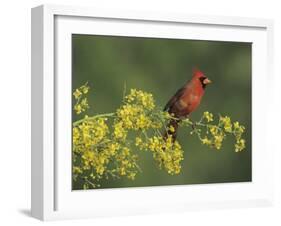 Northern Cardinal on Blooming Paloverde, Rio Grande Valley, Texas, USA-Rolf Nussbaumer-Framed Photographic Print