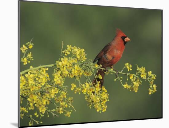 Northern Cardinal on Blooming Paloverde, Rio Grande Valley, Texas, USA-Rolf Nussbaumer-Mounted Photographic Print