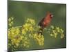 Northern Cardinal on Blooming Paloverde, Rio Grande Valley, Texas, USA-Rolf Nussbaumer-Mounted Photographic Print