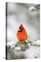 Northern Cardinal on Blue Atlas Cedar in Winter, Marion, Illinois, Usa-Richard ans Susan Day-Stretched Canvas