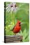 Northern Cardinal on Fence Post by Coneflowers, Marion, Illinois, Usa-Richard ans Susan Day-Stretched Canvas