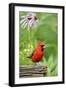 Northern Cardinal on Fence Post by Coneflowers, Marion, Illinois, Usa-Richard ans Susan Day-Framed Photographic Print