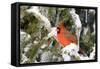 Northern Cardinal on Serbian Spruce in Winter, Marion, Illinois, Usa-Richard ans Susan Day-Framed Stretched Canvas