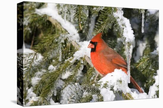 Northern Cardinal on Serbian Spruce in Winter, Marion, Illinois, Usa-Richard ans Susan Day-Stretched Canvas