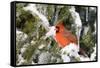 Northern Cardinal on Serbian Spruce in Winter, Marion, Illinois, Usa-Richard ans Susan Day-Framed Stretched Canvas