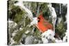 Northern Cardinal on Serbian Spruce in Winter, Marion, Illinois, Usa-Richard ans Susan Day-Stretched Canvas