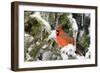 Northern Cardinal on Serbian Spruce in Winter, Marion, Illinois, Usa-Richard ans Susan Day-Framed Photographic Print