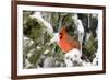 Northern Cardinal on Serbian Spruce in Winter, Marion, Illinois, Usa-Richard ans Susan Day-Framed Photographic Print