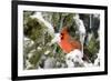 Northern Cardinal on Serbian Spruce in Winter, Marion, Illinois, Usa-Richard ans Susan Day-Framed Photographic Print