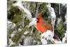 Northern Cardinal on Serbian Spruce in Winter, Marion, Illinois, Usa-Richard ans Susan Day-Mounted Photographic Print