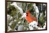 Northern Cardinal on Serbian Spruce in Winter, Marion, Illinois, Usa-Richard ans Susan Day-Framed Photographic Print