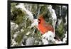 Northern Cardinal on Serbian Spruce in Winter, Marion, Illinois, Usa-Richard ans Susan Day-Framed Photographic Print