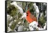 Northern Cardinal on Serbian Spruce in Winter, Marion, Illinois, Usa-Richard ans Susan Day-Framed Stretched Canvas