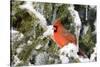 Northern Cardinal on Serbian Spruce in Winter, Marion, Illinois, Usa-Richard ans Susan Day-Stretched Canvas