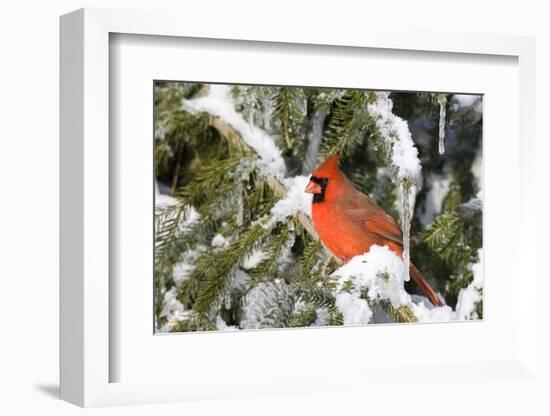 Northern Cardinal on Serbian Spruce in Winter, Marion, Illinois, Usa-Richard ans Susan Day-Framed Photographic Print