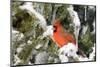 Northern Cardinal on Serbian Spruce in Winter, Marion, Illinois, Usa-Richard ans Susan Day-Mounted Photographic Print