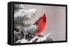 Northern Cardinal Perched in A Tree-EEI_Tony-Framed Stretched Canvas