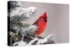 Northern Cardinal Perched in A Tree-EEI_Tony-Stretched Canvas