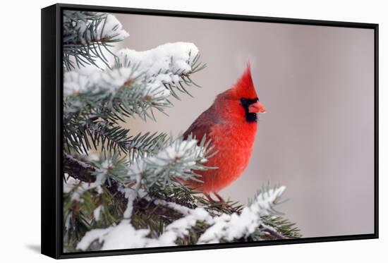 Northern Cardinal Perched in A Tree-EEI_Tony-Framed Stretched Canvas