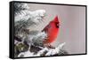 Northern Cardinal Perched in A Tree-EEI_Tony-Framed Stretched Canvas