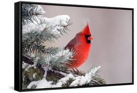 Northern Cardinal Perched in A Tree-EEI_Tony-Framed Stretched Canvas