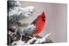 Northern Cardinal Perched in A Tree-EEI_Tony-Stretched Canvas