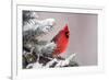 Northern Cardinal Perched in A Tree-EEI_Tony-Framed Photographic Print