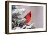 Northern Cardinal Perched in A Tree-EEI_Tony-Framed Photographic Print