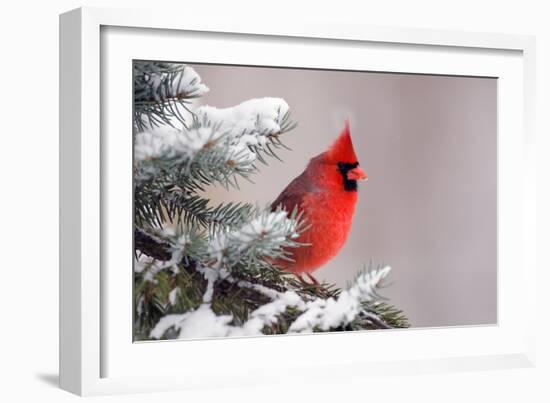 Northern Cardinal Perched in A Tree-EEI_Tony-Framed Photographic Print