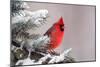 Northern Cardinal Perched in A Tree-EEI_Tony-Mounted Photographic Print