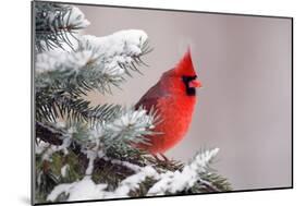 Northern Cardinal Perched in A Tree-EEI_Tony-Mounted Photographic Print