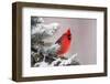 Northern Cardinal Perched in A Tree-EEI_Tony-Framed Photographic Print