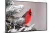 Northern Cardinal Perched in A Tree-EEI_Tony-Mounted Photographic Print