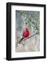 Northern cardinal perched.-Larry Ditto-Framed Photographic Print