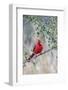 Northern cardinal perched.-Larry Ditto-Framed Photographic Print